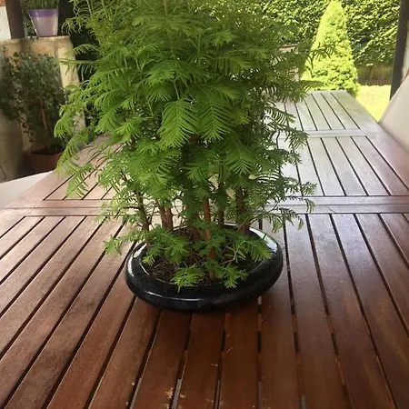 La Casa Del Pino Argentato