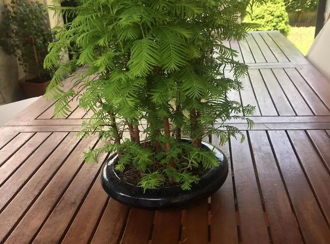 La Casa Del Pino Argentato